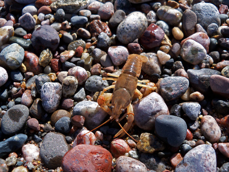 cray fish near the sable river